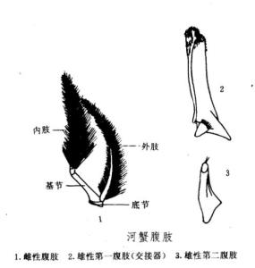 中华绒螯蟹各部分示意图