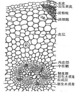 北细辛（根）横切面详图