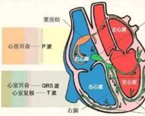 窦房结