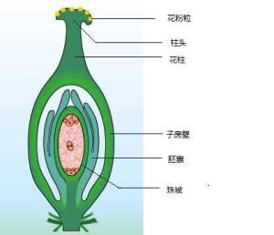 子房