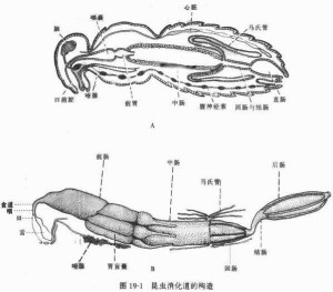 昆虫的消化系统