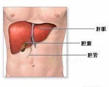 人体肝构造