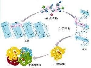 必需氨基酸