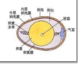 鸡蛋