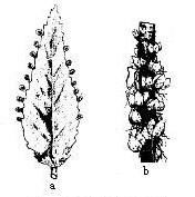 a:叶繁殖，b:零余子繁殖