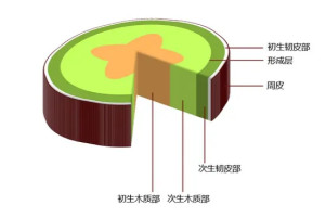 木质部