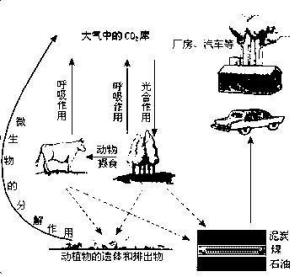 无机环境中的碳循环