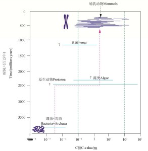 平均来说，真核生物的C值比原核生物高约3.5个数量级