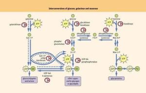 葡萄糖，半乳糖和甘露糖之间转换