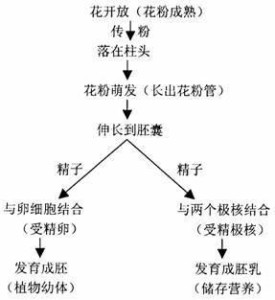 被子植物双受精过程示意