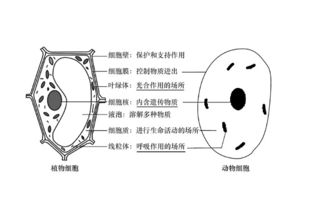 细胞