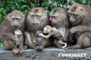 乐峰赤壁生态风景区野生短尾猴