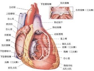 心脏结构图