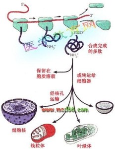 蛋白质翻译后转运