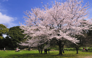 樱花树