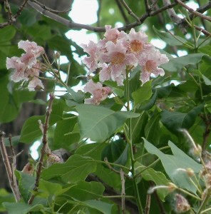 花楸树