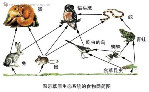 生态系统中的食物链构成错综复杂的食物网