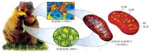 线粒体结构示意图