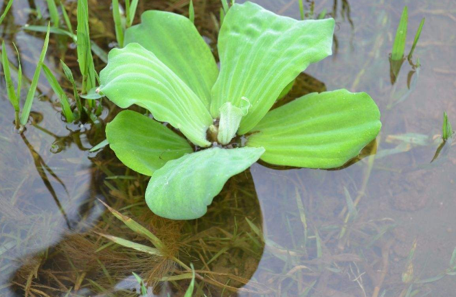 水生植物