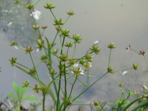 双子叶植物