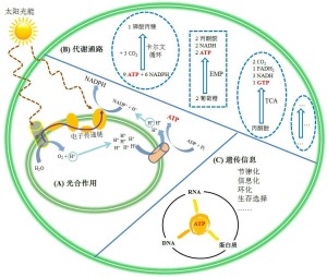 ATP在细胞中位于生化系统的中心