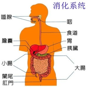 消化系统