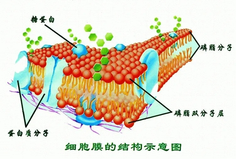 细胞膜