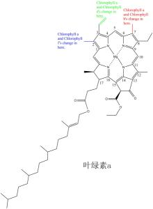 叶绿素家族