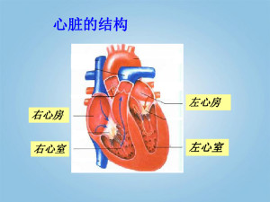 心脏构成