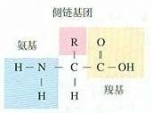 氨基酸结构通式