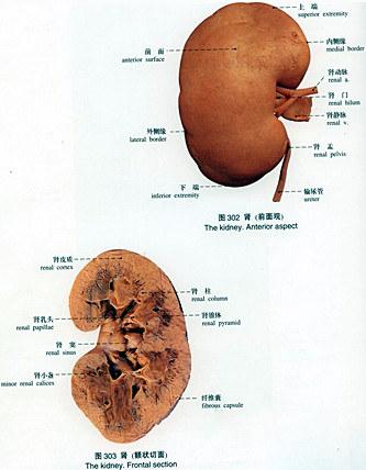 肾炎图片