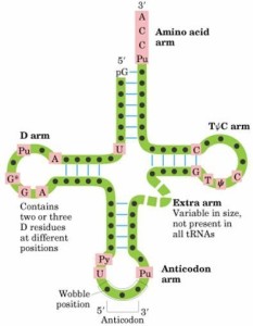 tRNA的三叶草型