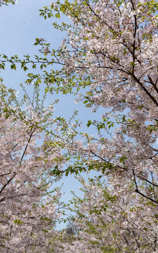 樱花树