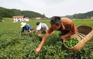 兴山县发展蔬菜基地